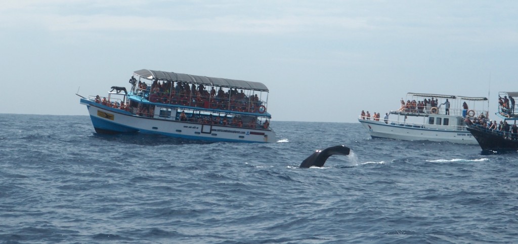 WhaleWatching_SriLanka