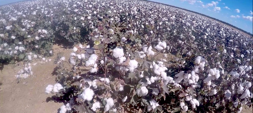 cotton harvest in australia