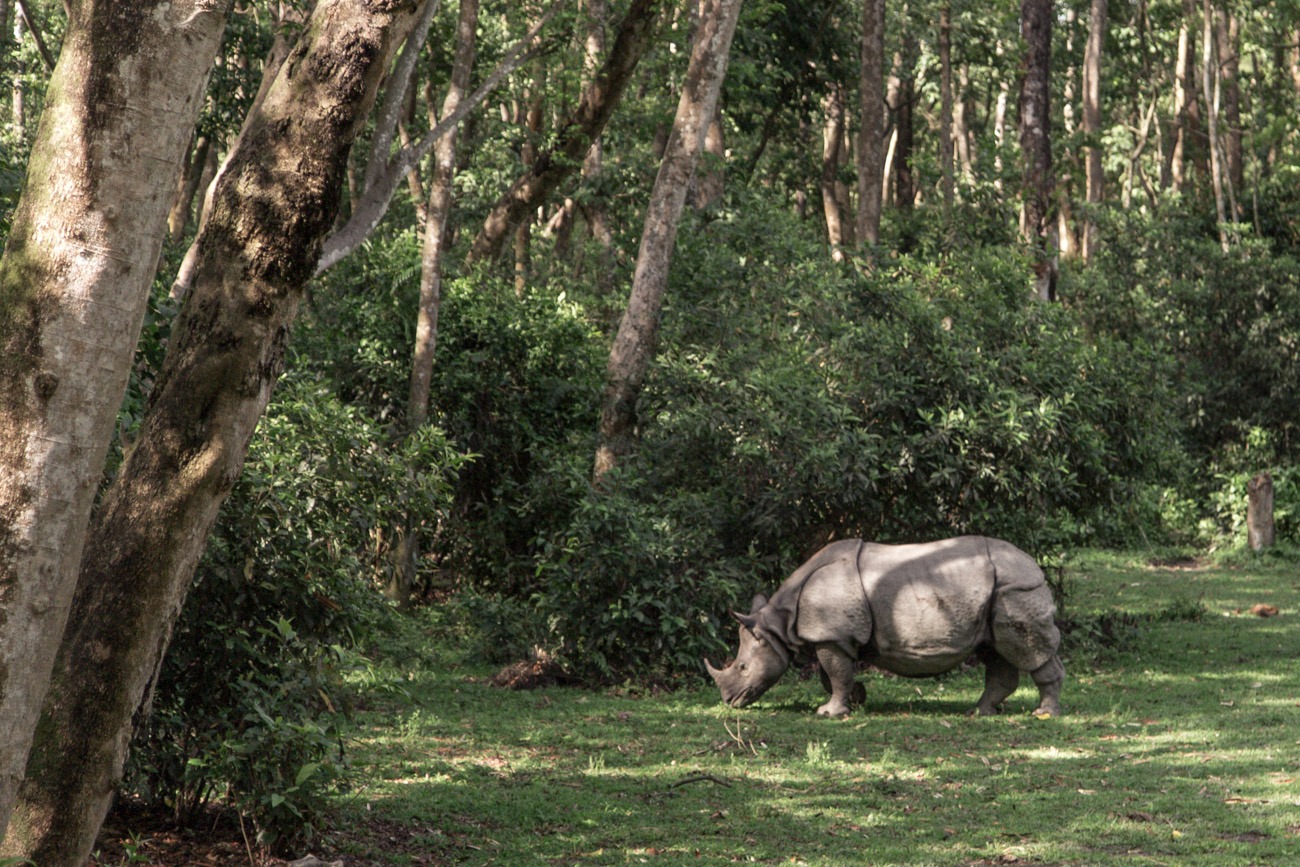 Nashorn in Chitwan