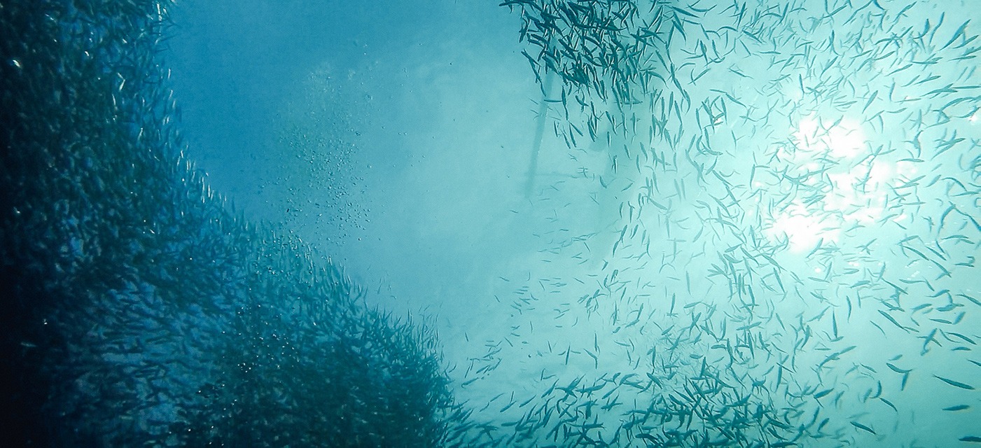 Sardines Philippines