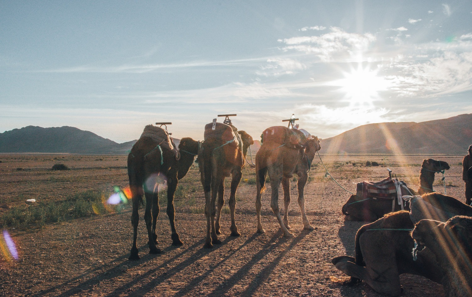 Camels in Morocco